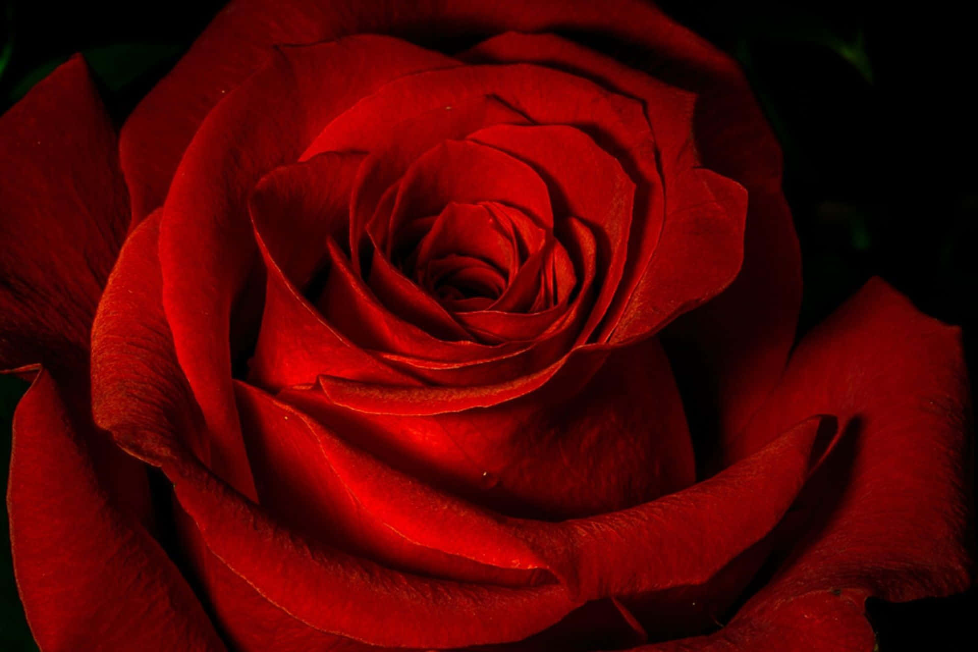 Rosasvermelhas Em Um Laptop Sob Iluminação Fantástica Papel de Parede