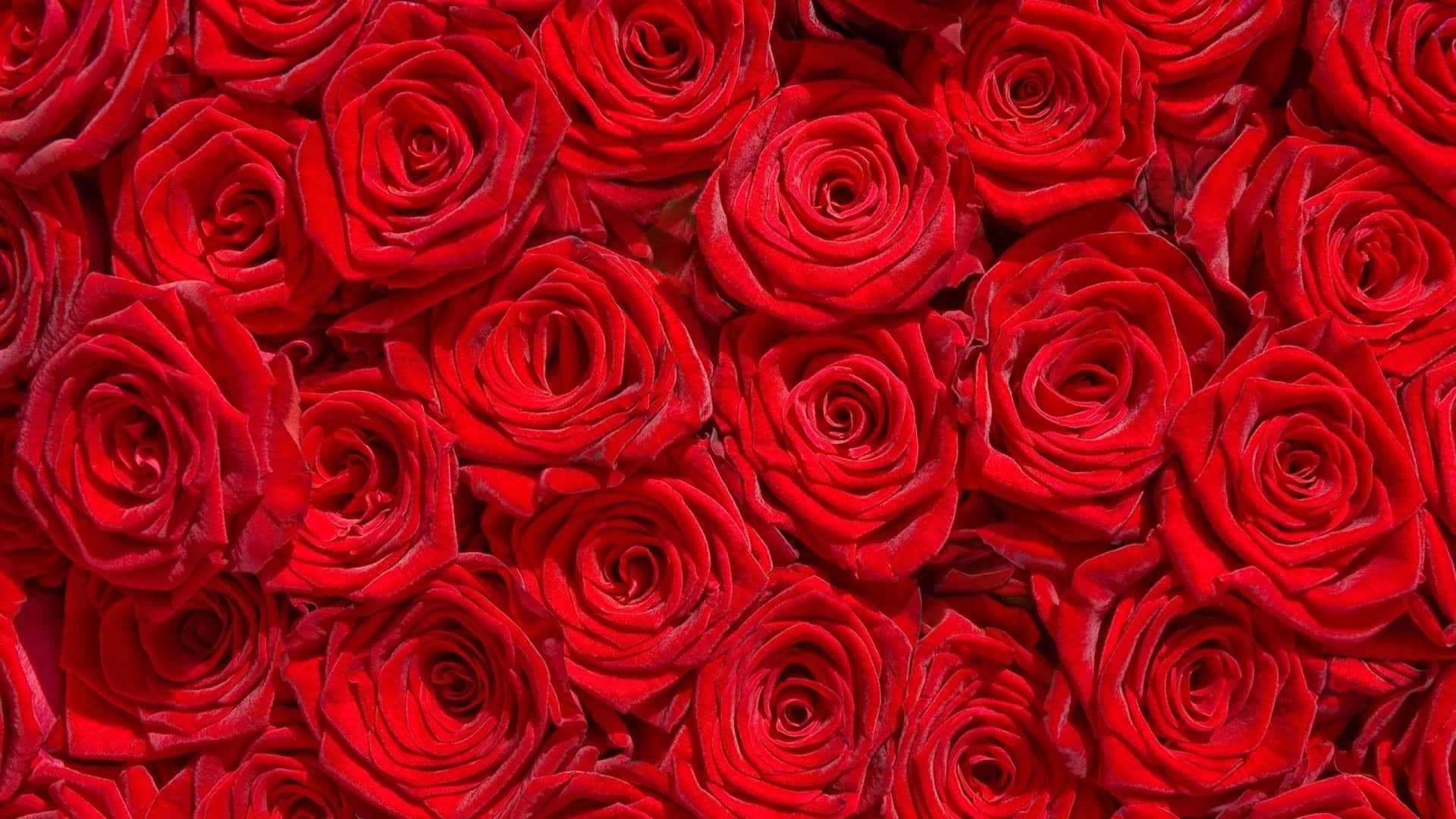 Closely Packed Group Of Red Roses Laptop Wallpaper