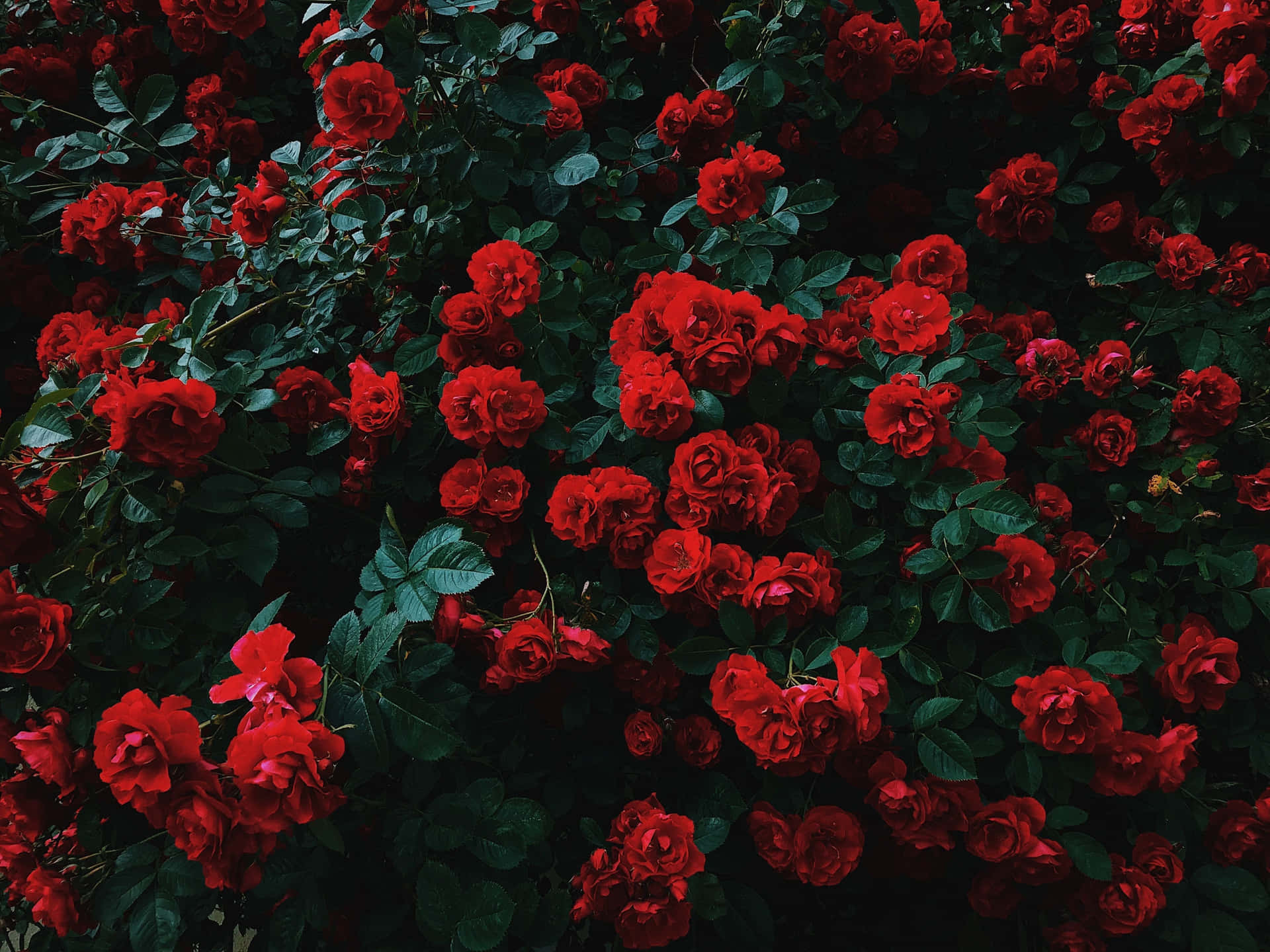 Wild Bush Of Red Roses Laptop Wallpaper