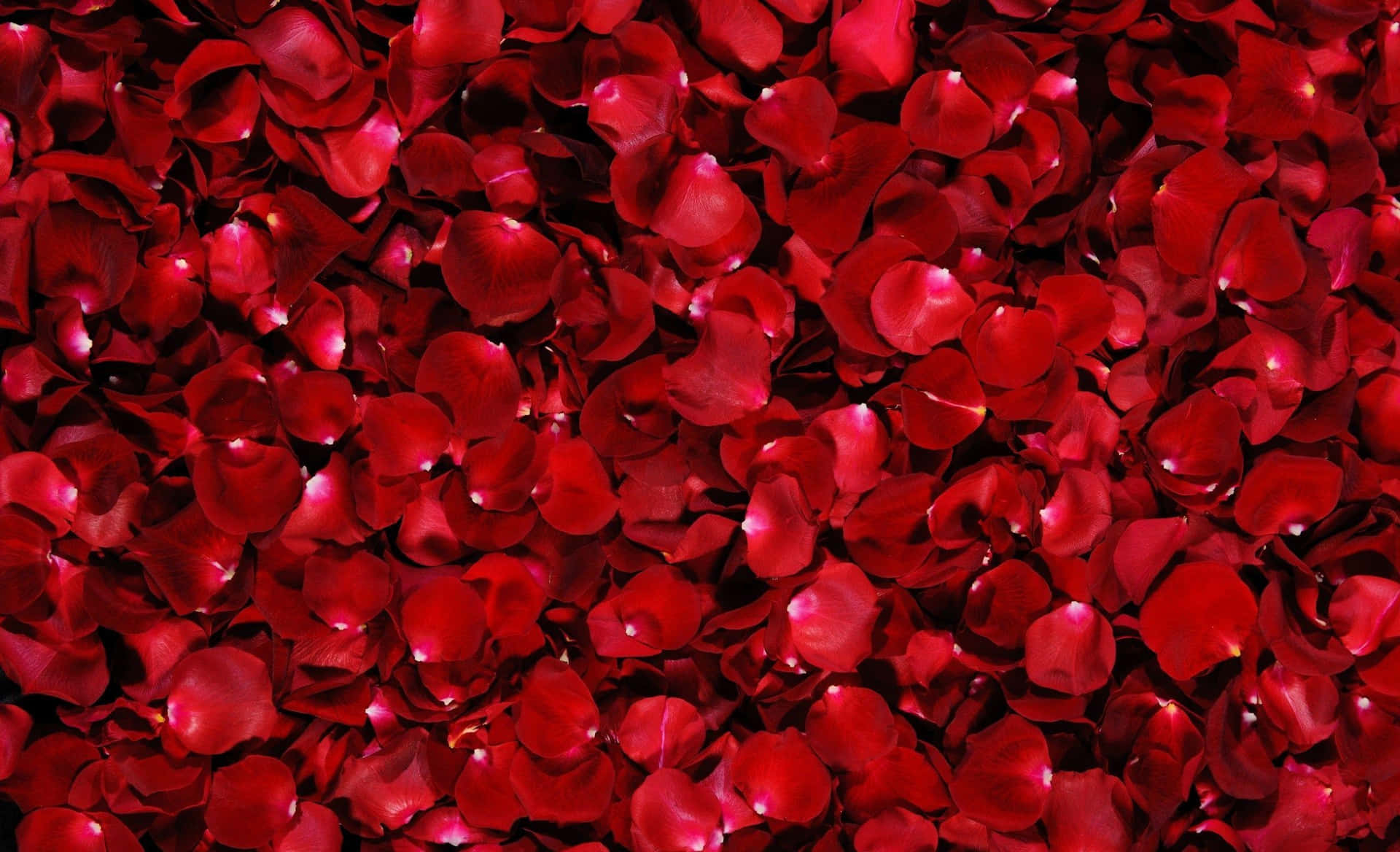 Red Roses Laptop Flat Pile Wallpaper