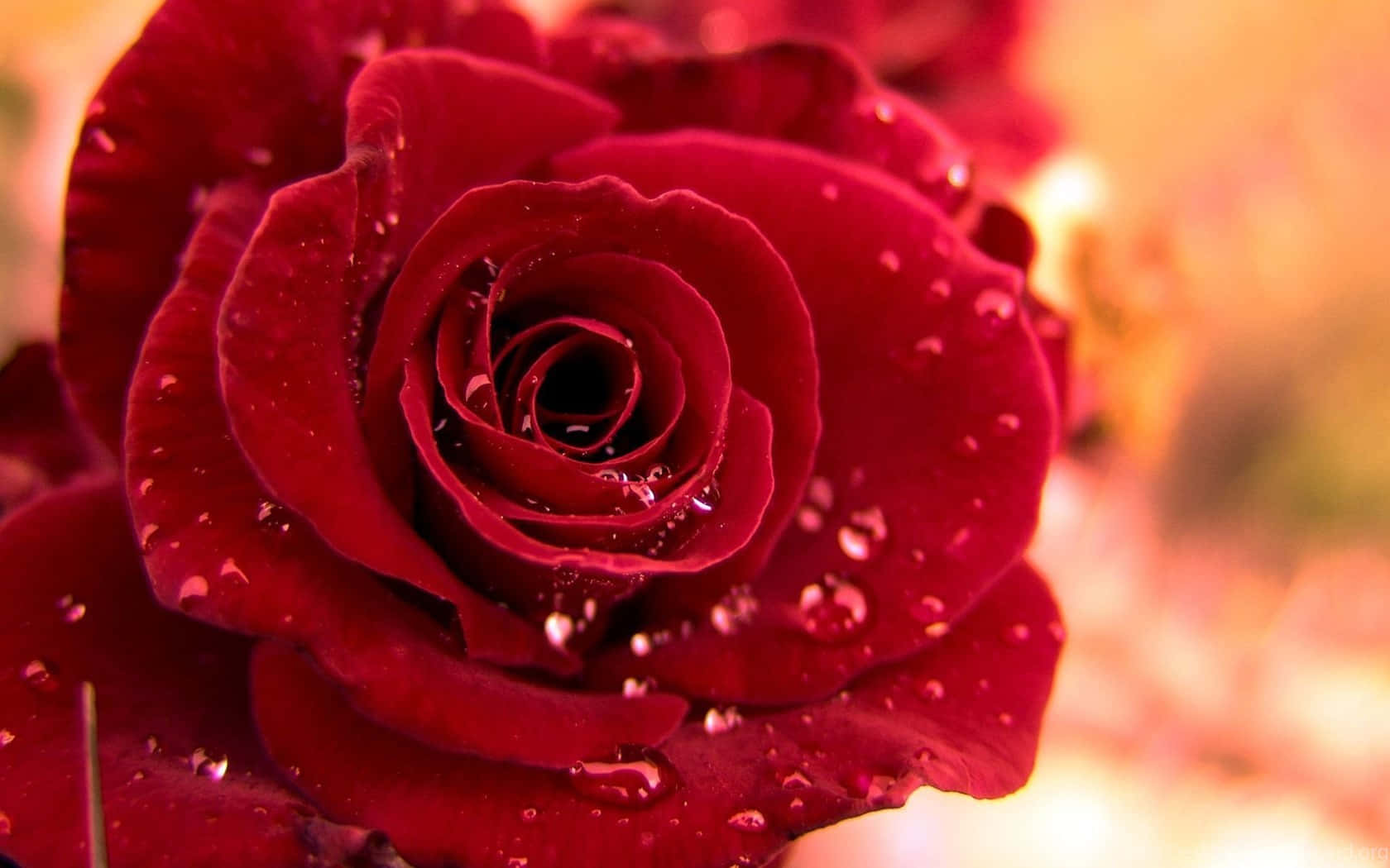 Red Roses Laptop Covered In Dew Wallpaper