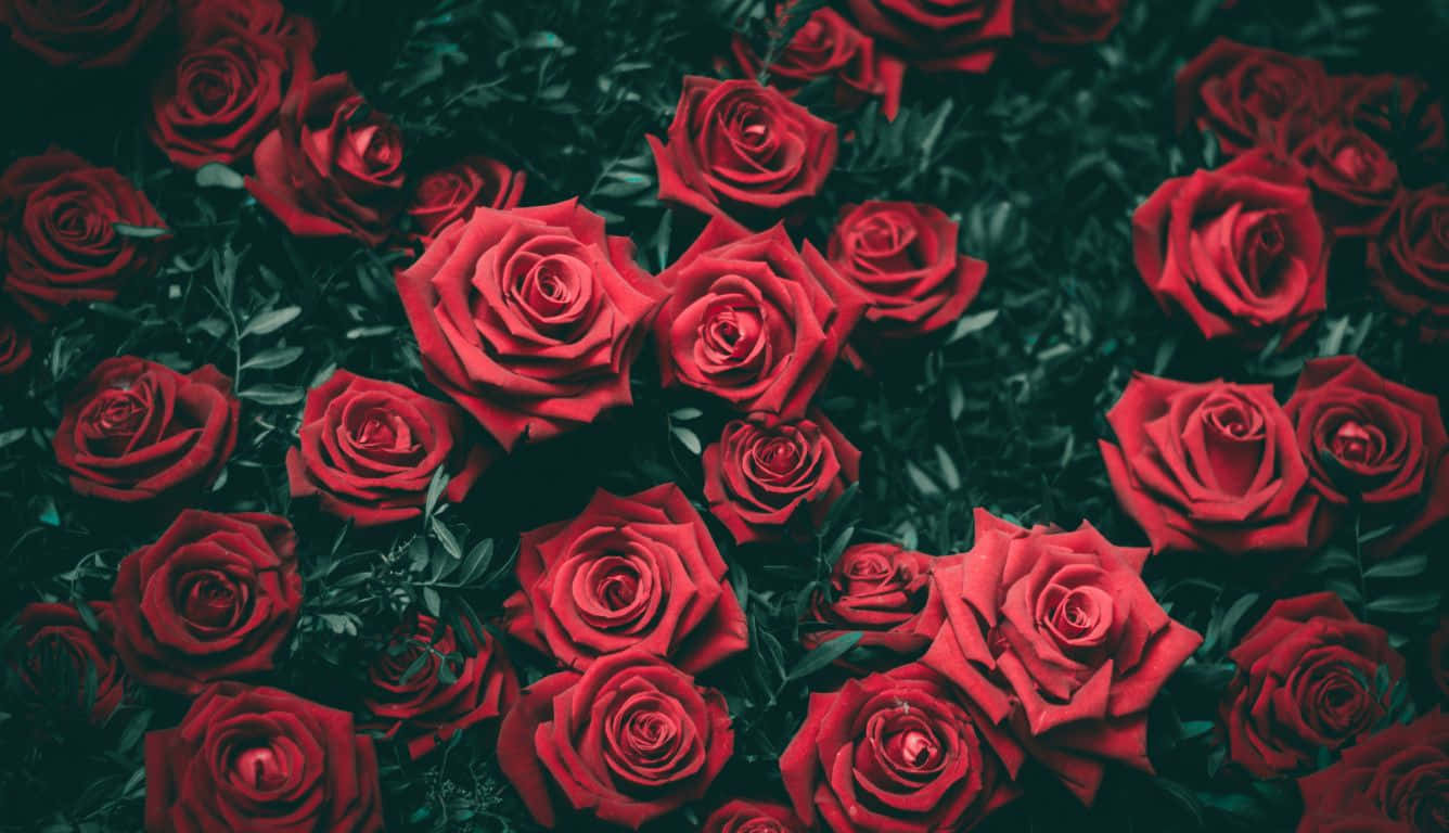 Arbustode Laptop Con Rosas Rojas En Plena Floración. Fondo de pantalla