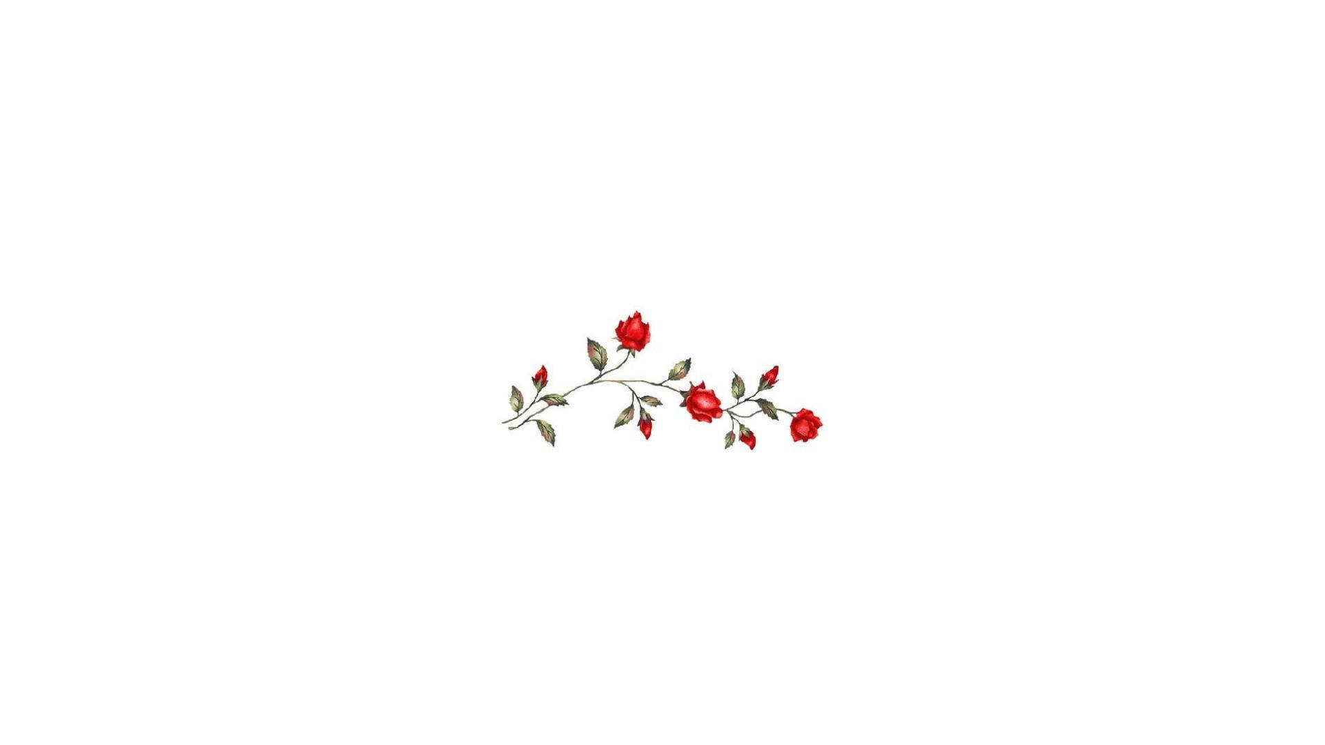 Red Roses On Aesthetic White Wallpaper