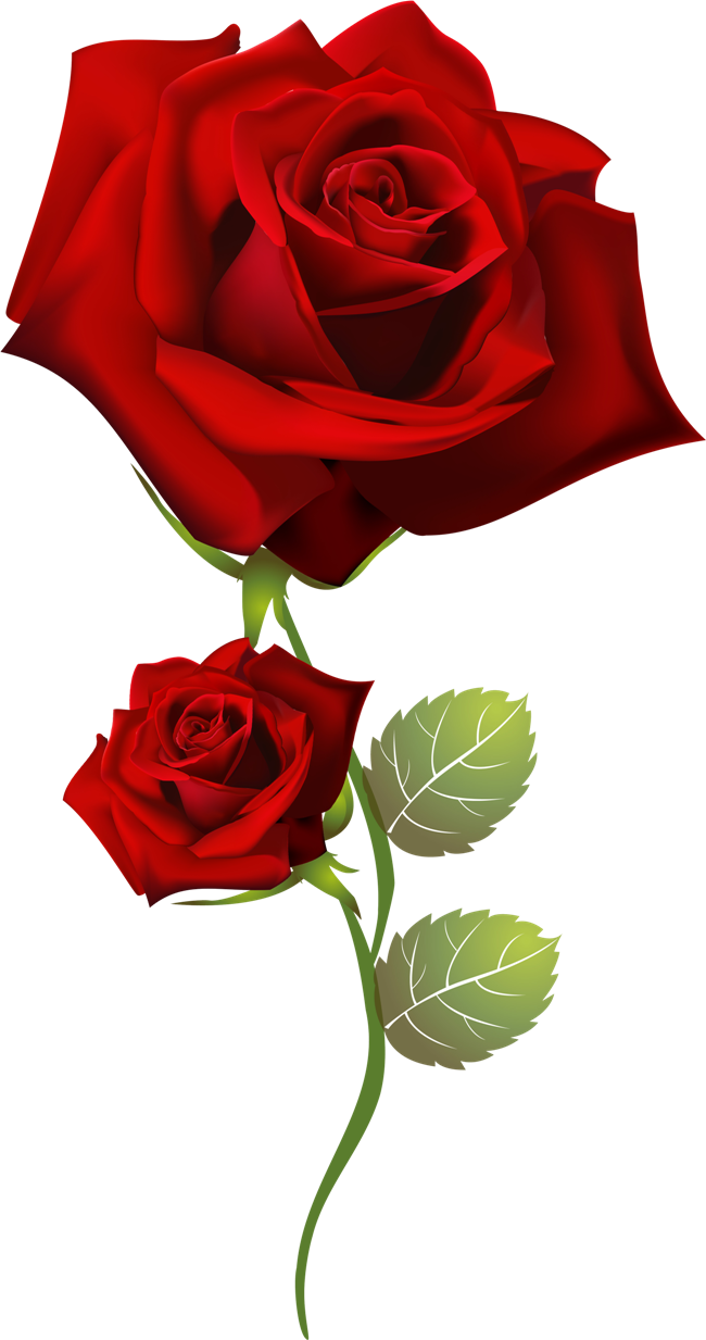 Red Roses Two Blooms PNG