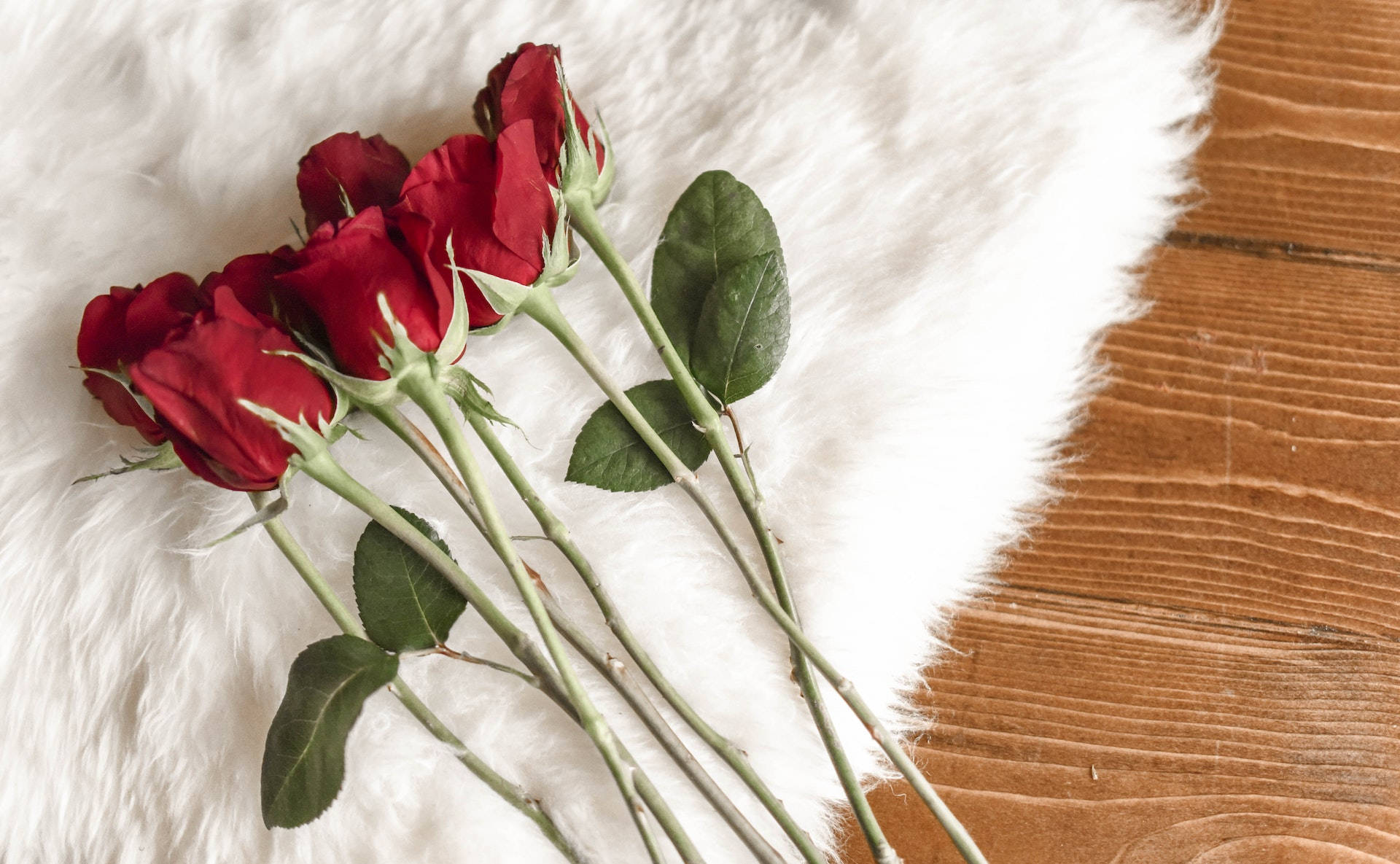 Red Roses White Fur Carpet Wallpaper