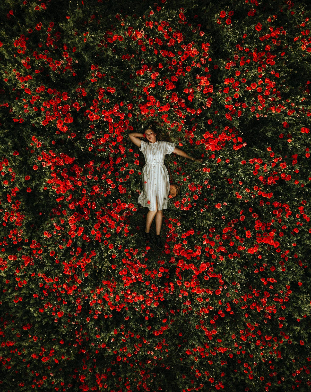 Red Roses Woman In Garden Wallpaper