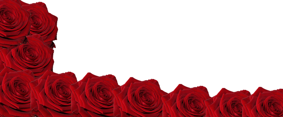 Red Roseson Dark Background PNG