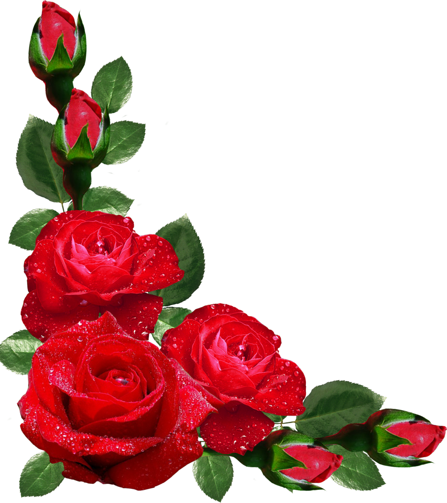 Red Roseswith Dew Drops.png PNG