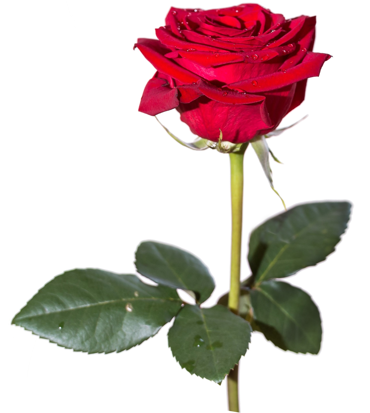 Red Rosewith Dew Drops PNG