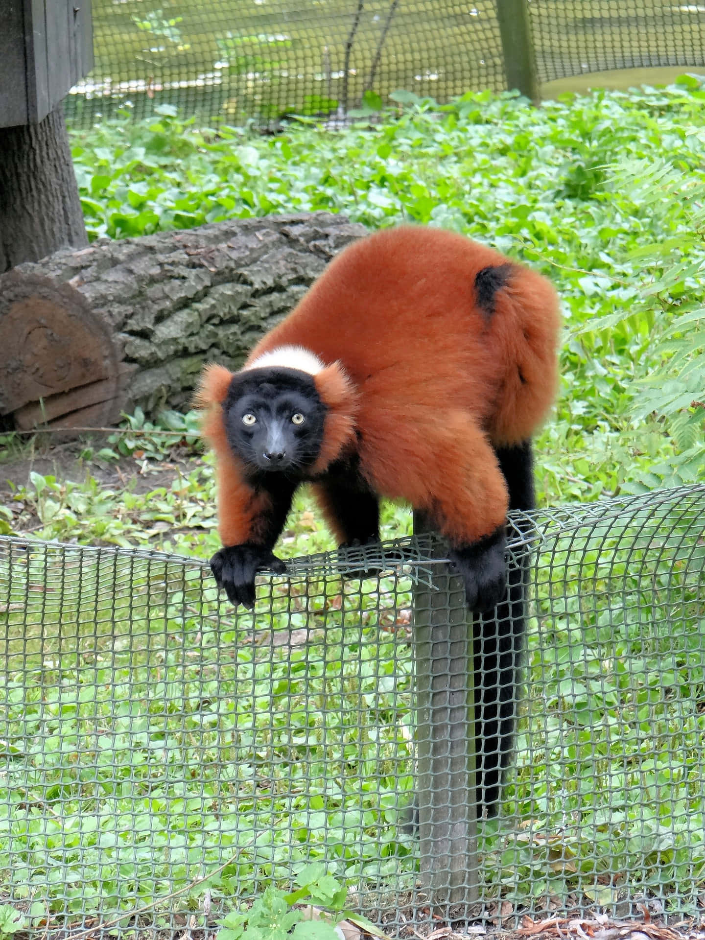 Red Ruffed Lemur Climbing Fence Wallpaper
