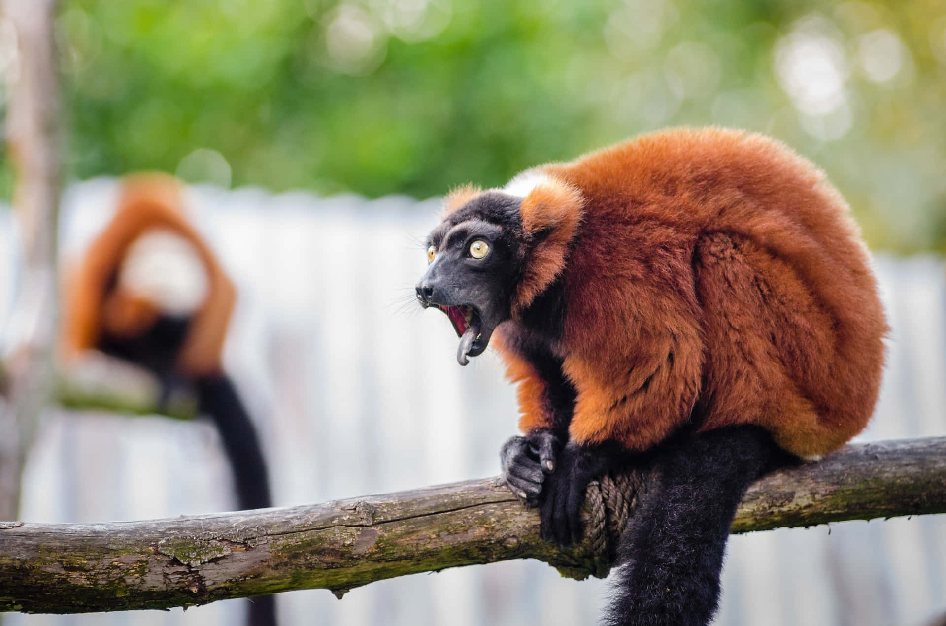 Red Ruffed Lemur Vocalizing Wallpaper