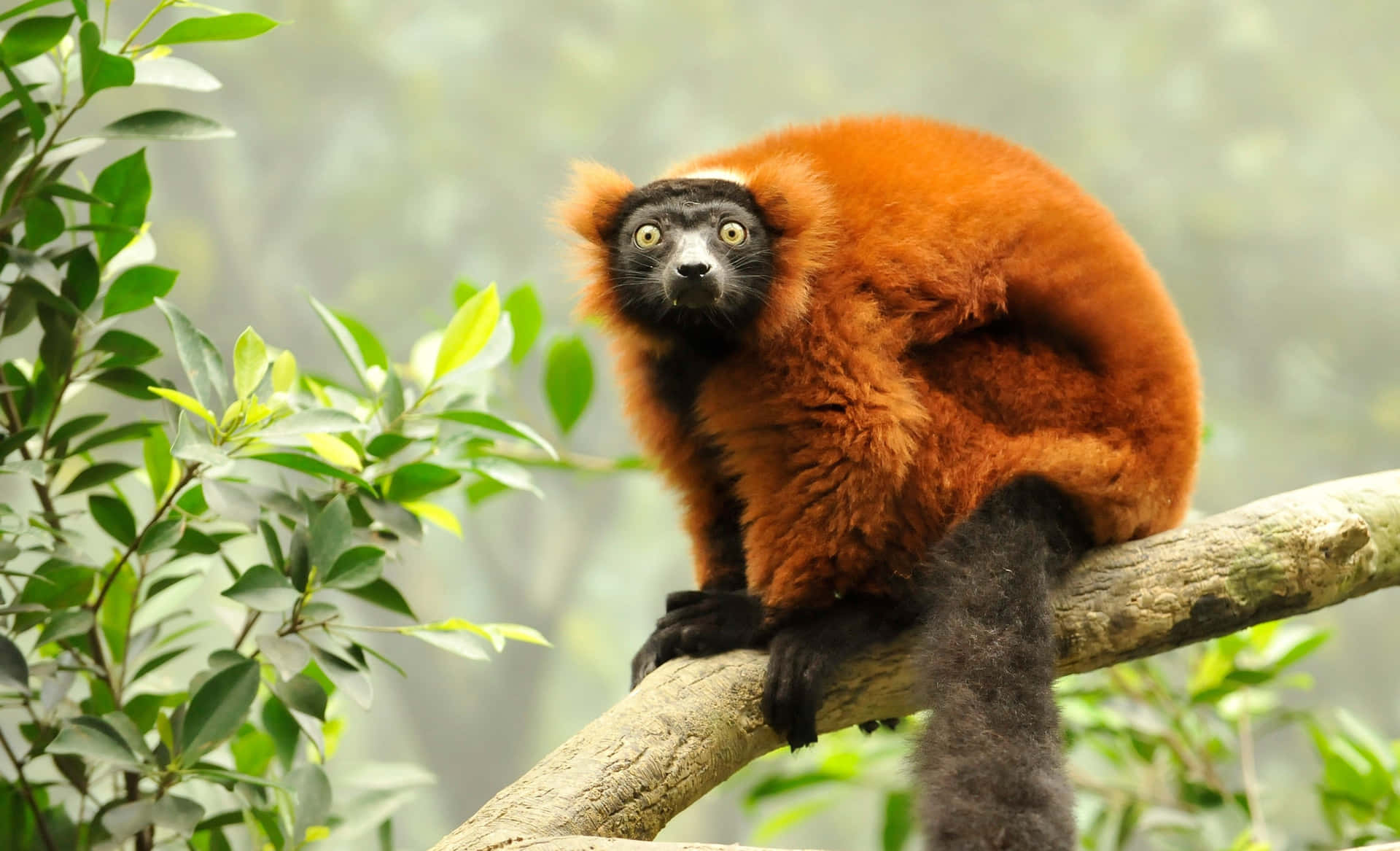 Red Ruffed Lemurin Natural Habitat.jpg Wallpaper