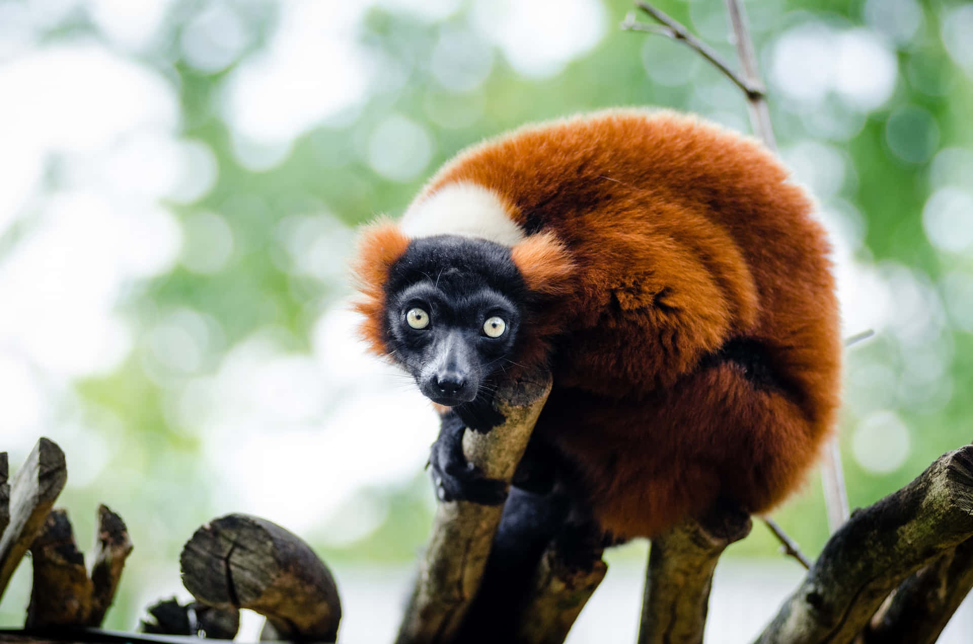 Red Ruffed Lemurin Natural Habitat Wallpaper