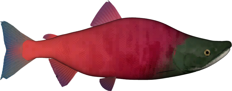 Red Salmon Illustration PNG