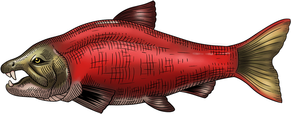 Red Salmon Illustration PNG