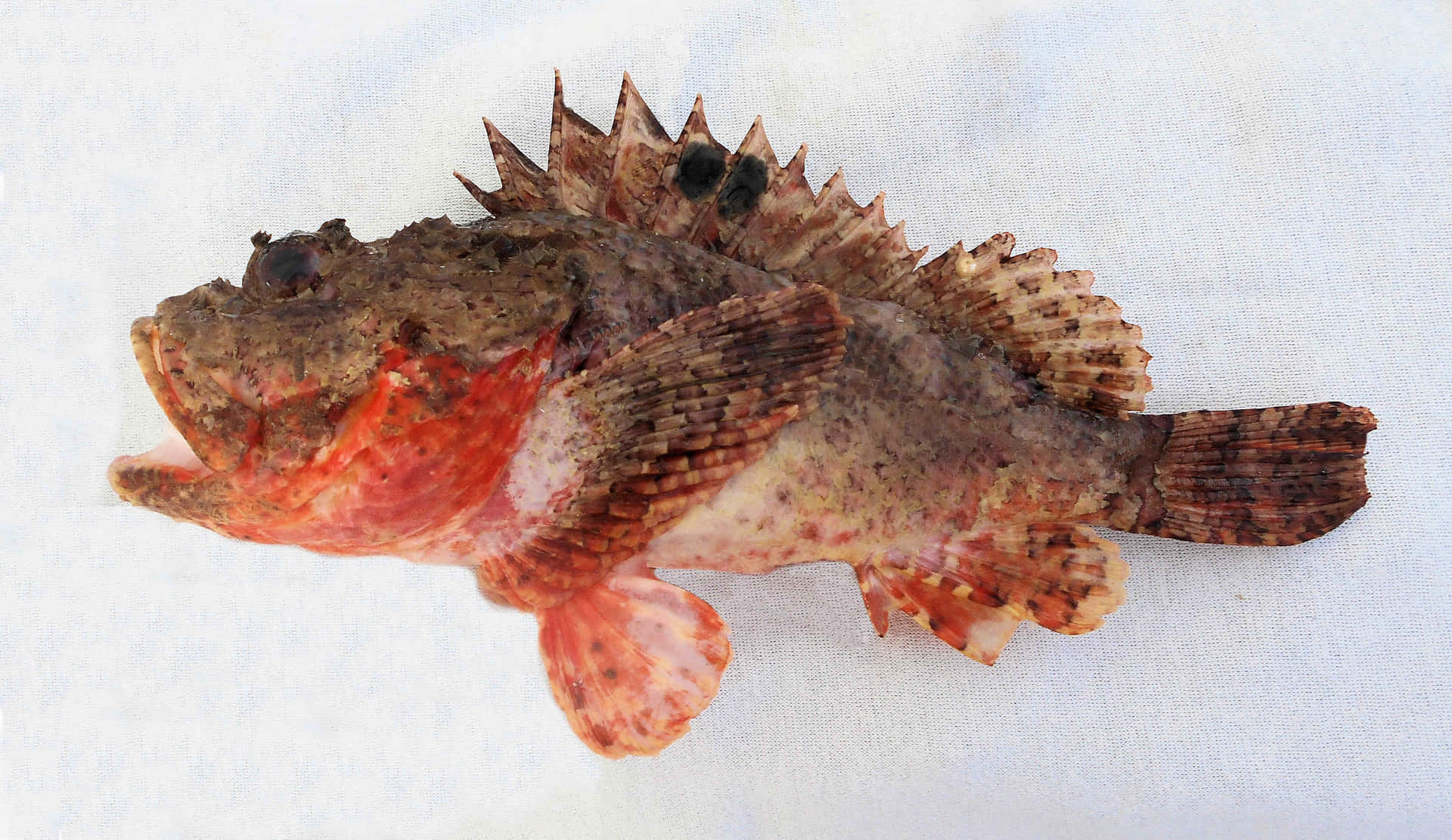 Red_ Scorpionfish_ Side_ View.jpg Wallpaper