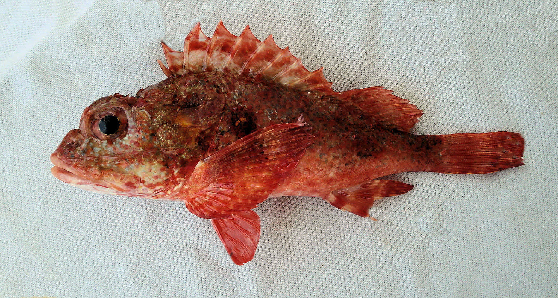 Red Scorpionfishon White Background Wallpaper