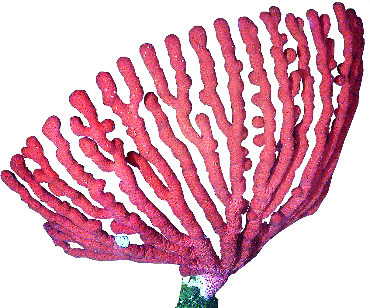 Red Sea Fan Coral PNG