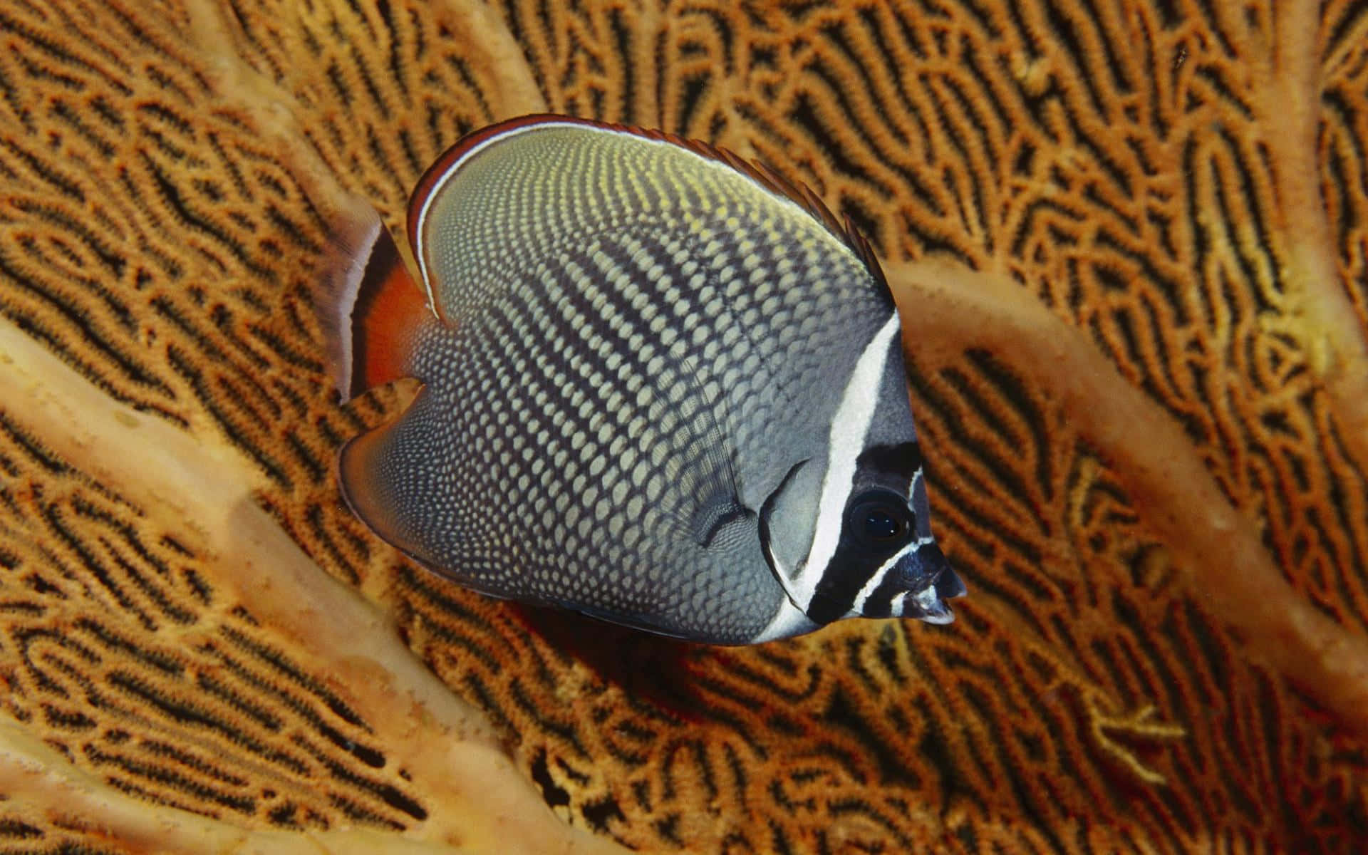 Red Sea Racoon Butterflyfish Coral Backdrop.jpg Wallpaper