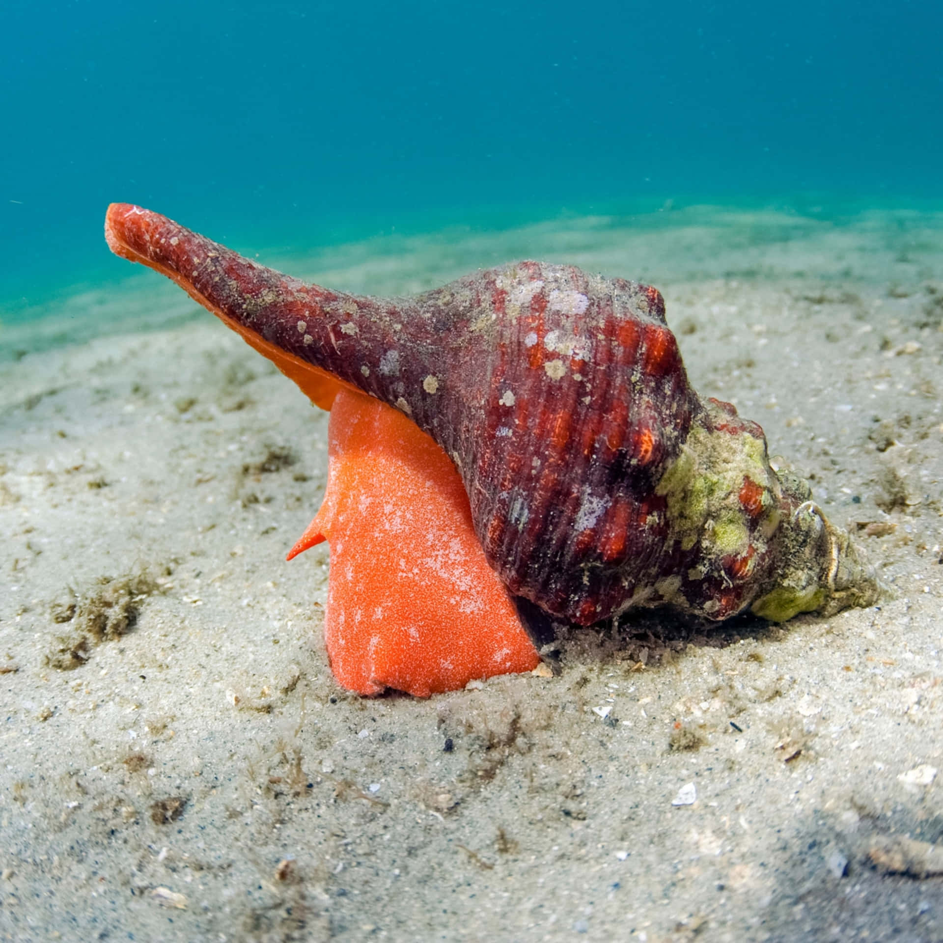 Red Sea Snail Underwater.jpg Wallpaper