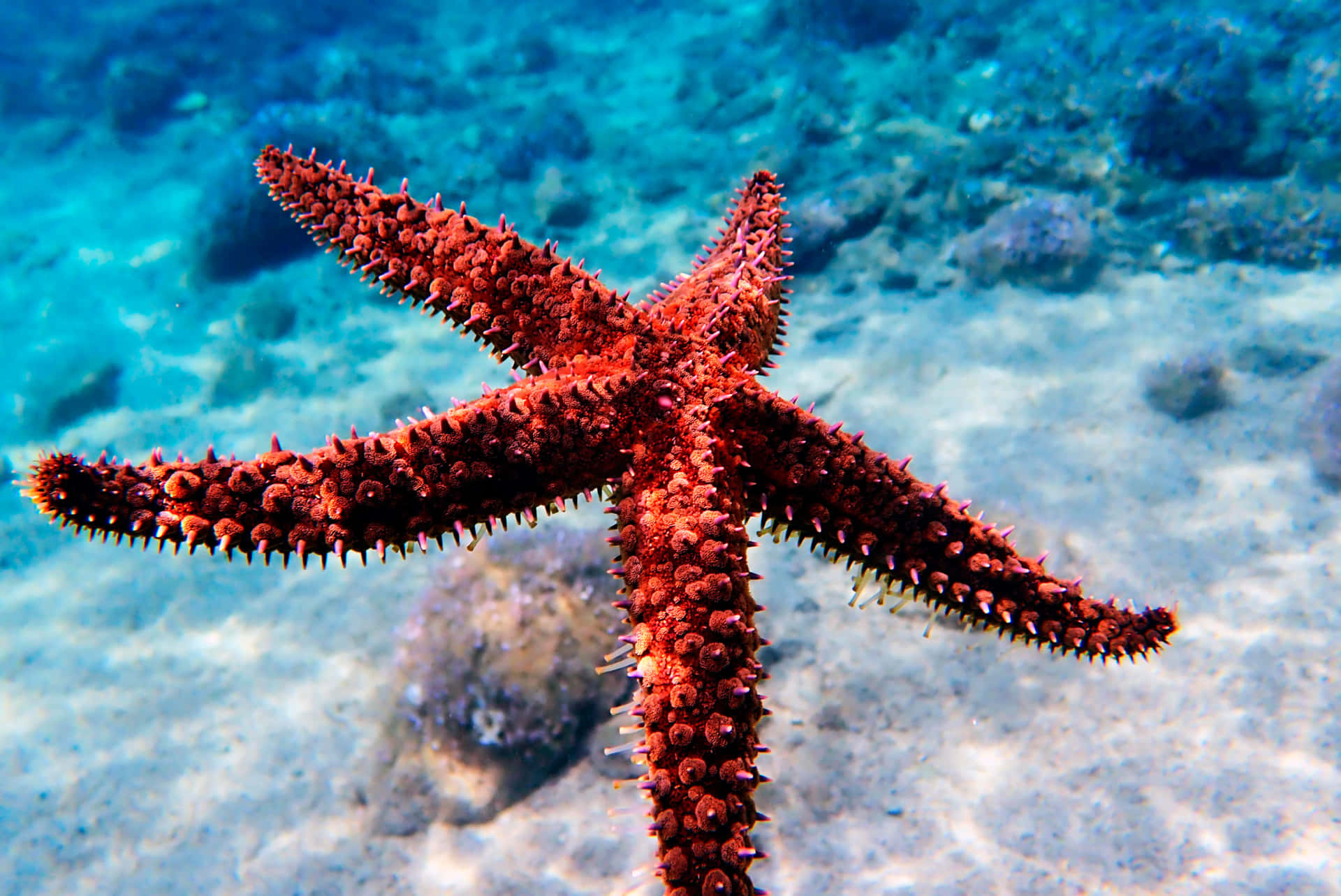 Red_ Sea_ Star_ Underwater Wallpaper