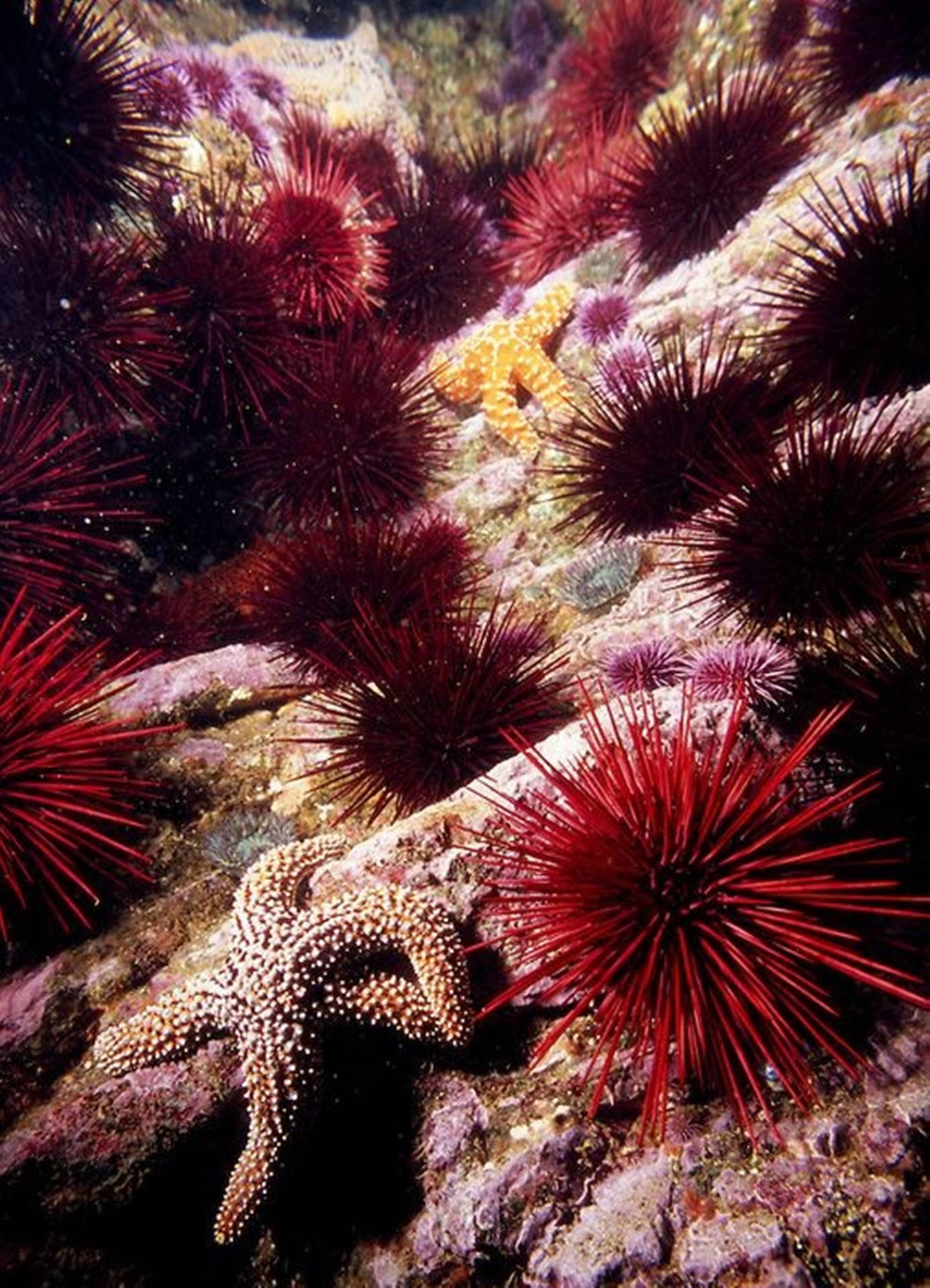Red Sea Urchin And Starfish Wallpaper