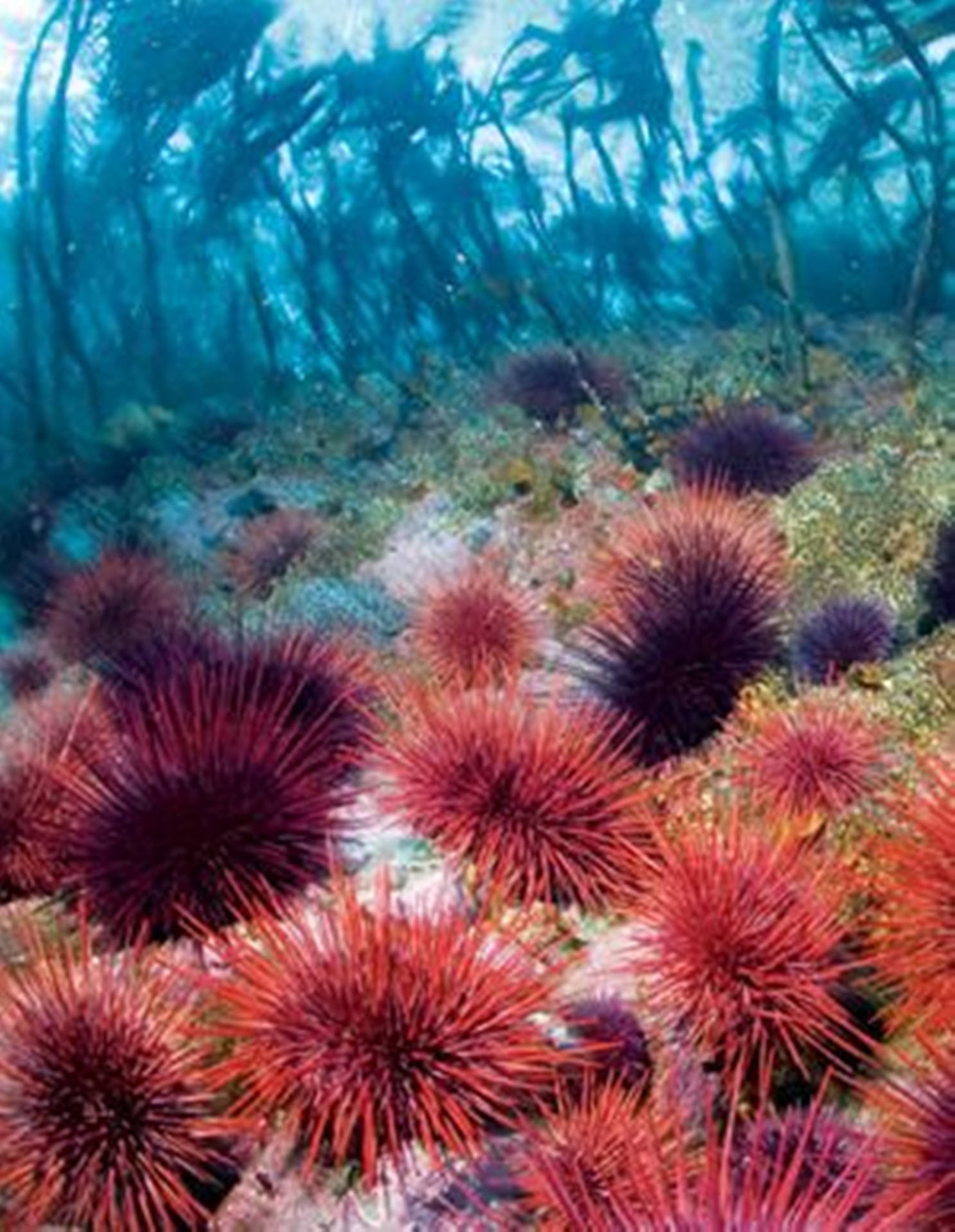 Vibrant Gathering of Red Sea Urchins Wallpaper