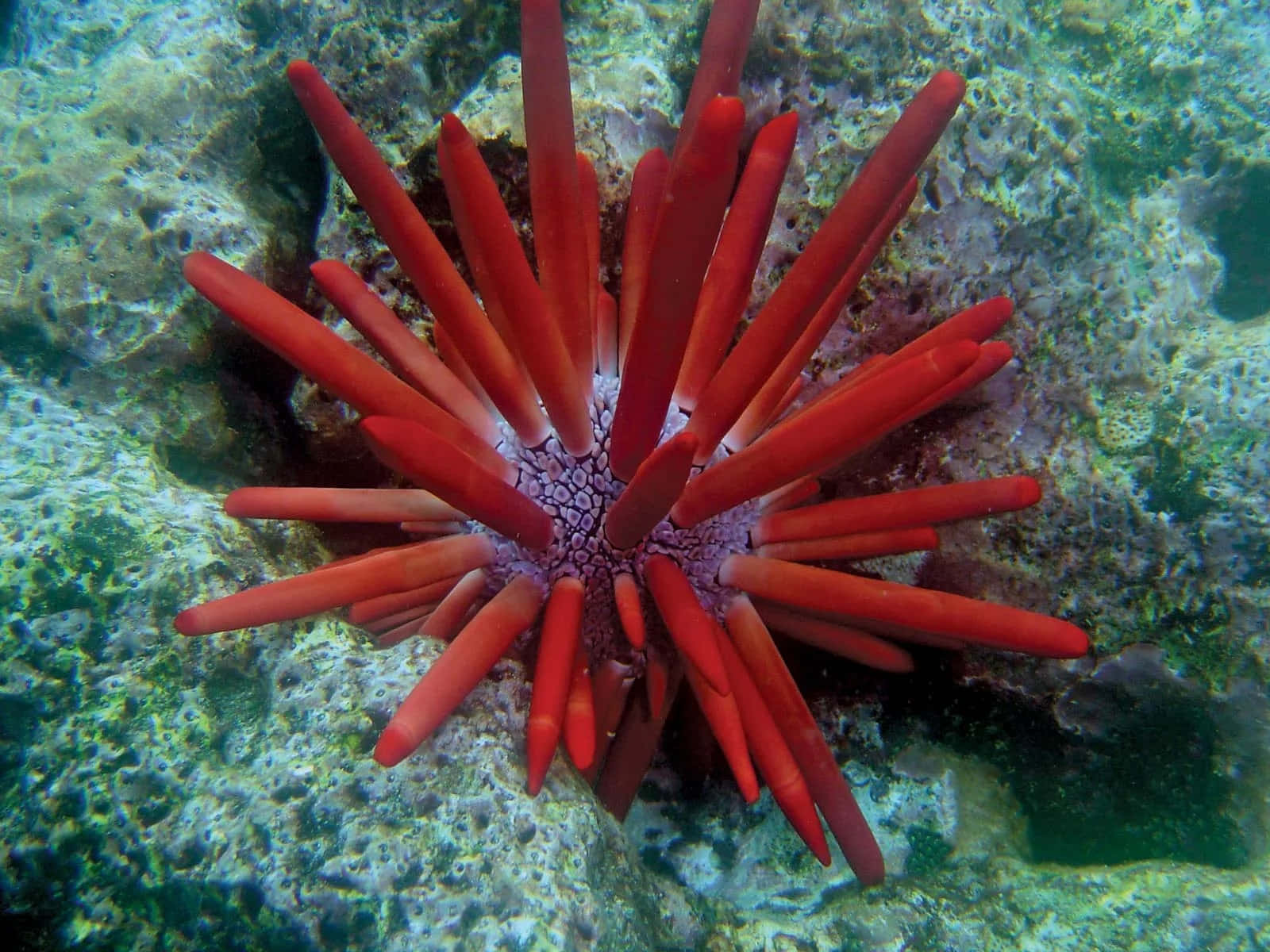 Red_ Sea_ Urchin_ Underwater Wallpaper
