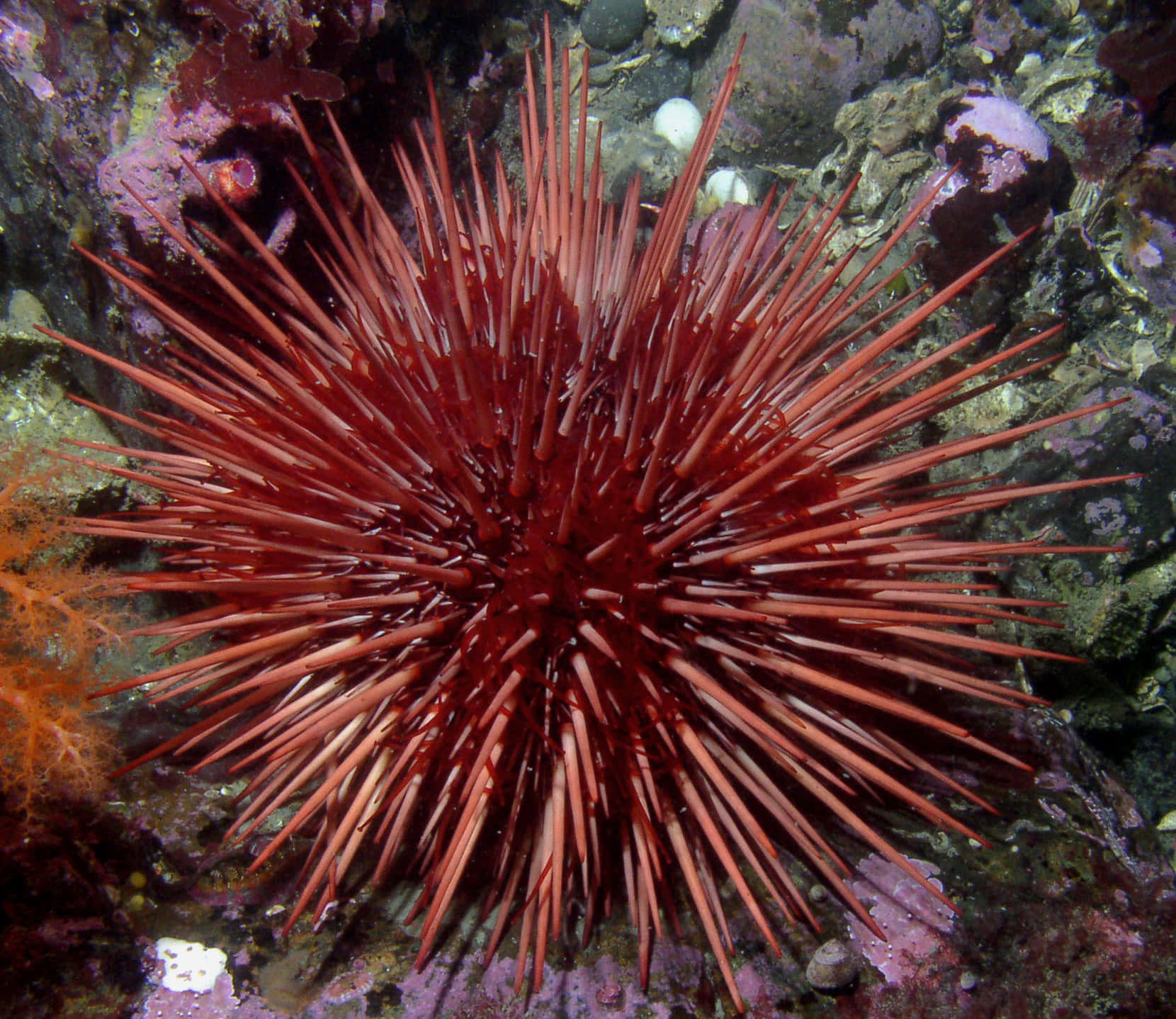 Red Sea Urchin Underwater Wallpaper
