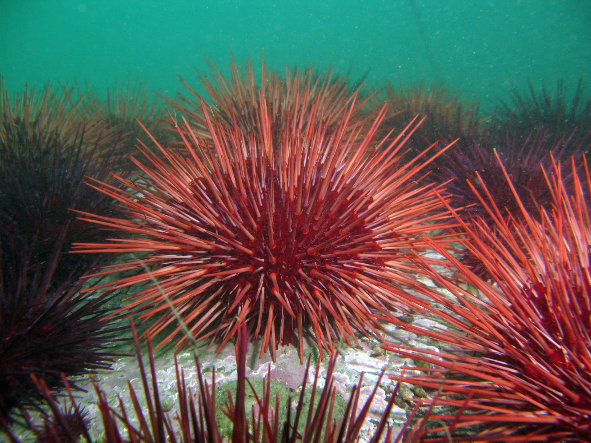Red Sea Urchins Underwater Wallpaper