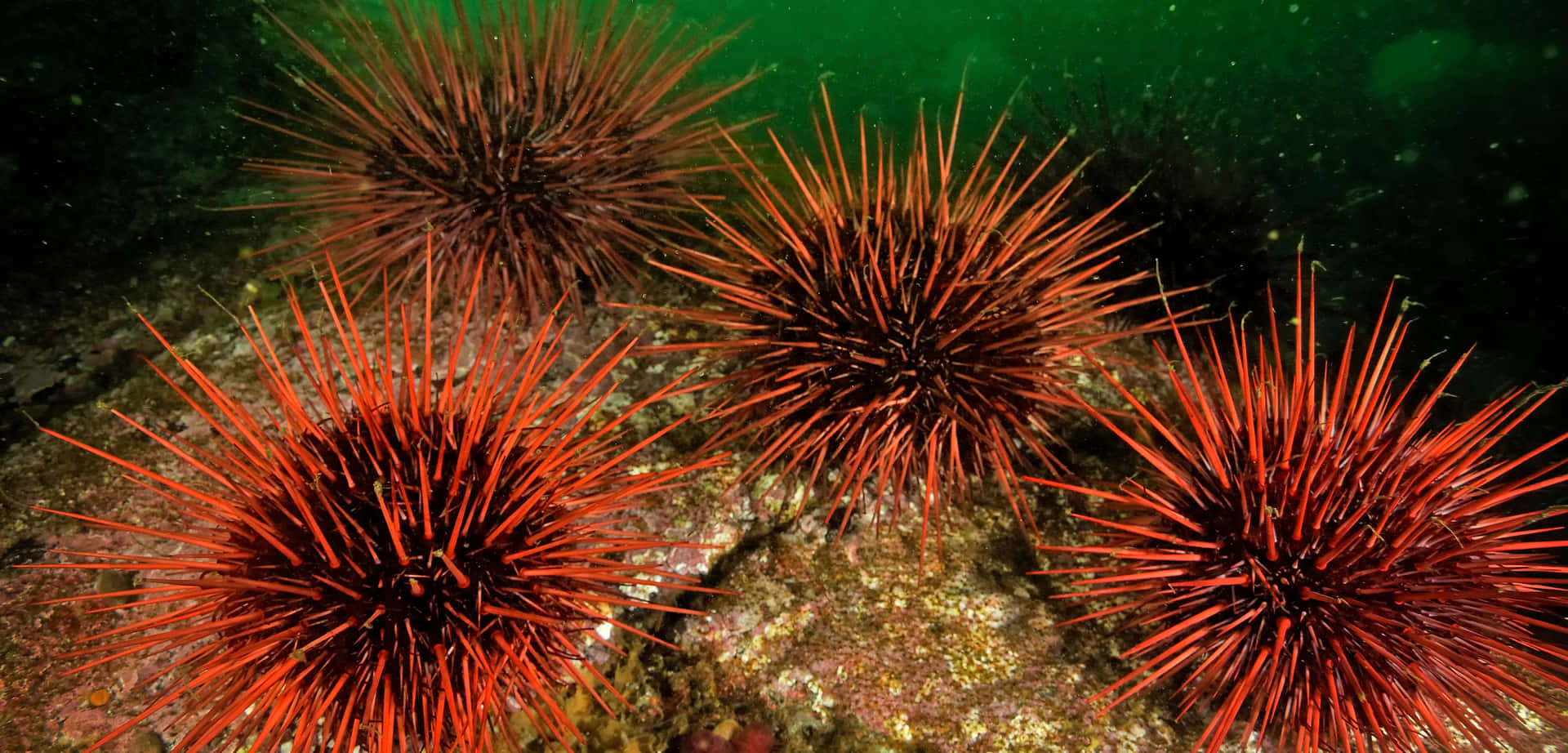 Red Sea Urchins Underwater Wallpaper