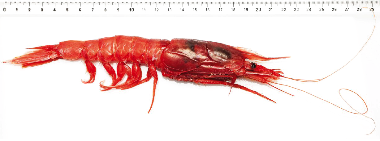 Download Red Shrimp Against Ruler | Wallpapers.com