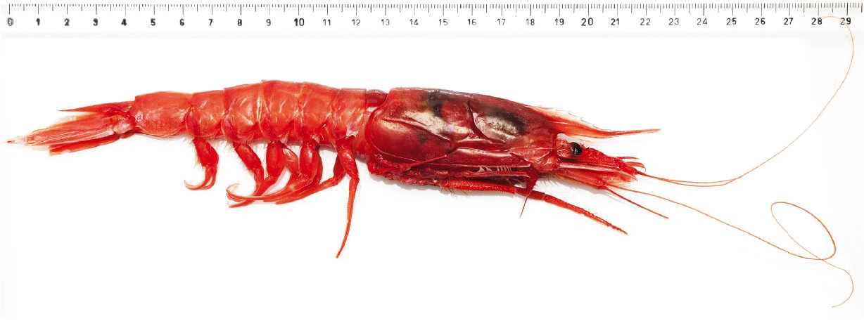 Red Shrimp Against Ruler PNG