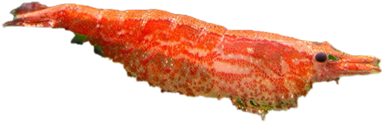 Red Shrimp Side View.png PNG