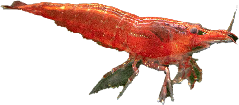 Red Shrimp Side View PNG