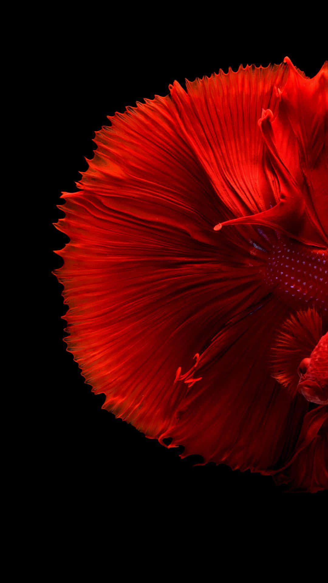 Poisson Combattant Siamois Rouge Sur Fond Sombre.jpg Fond d'écran