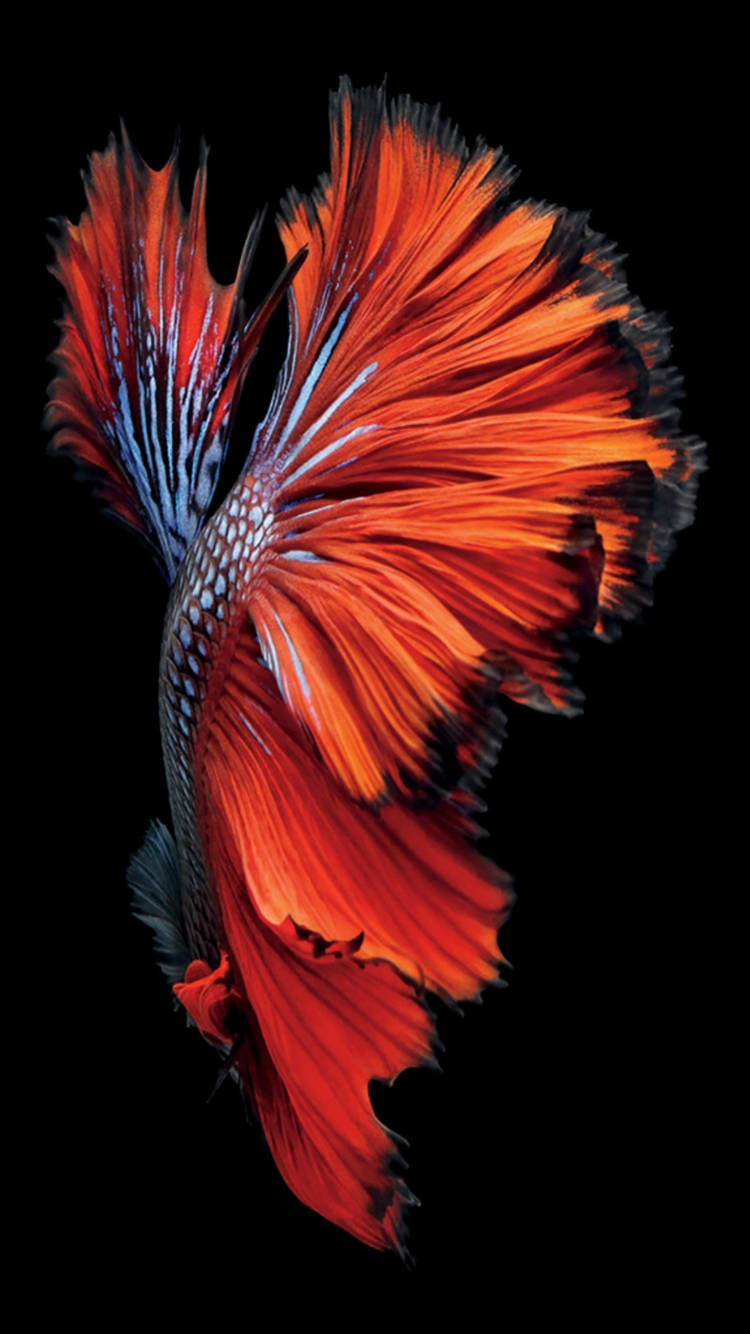 Red Siamese Fighting Fish Ios 6 Wallpaper