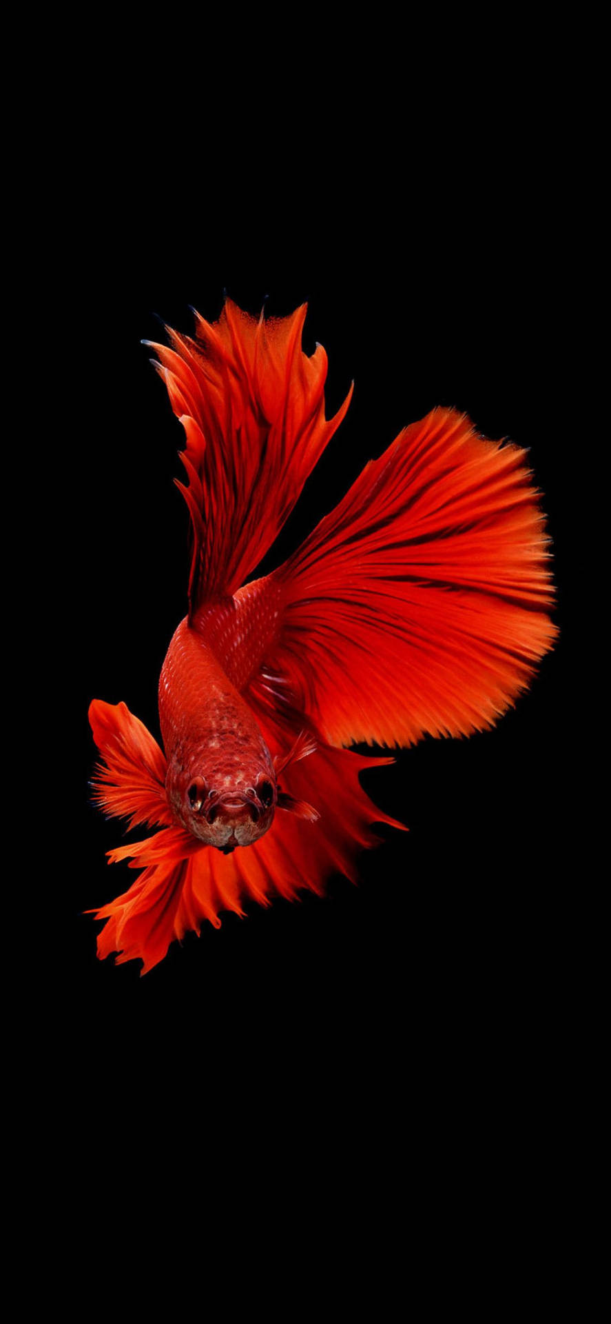 Red Siamese Fighting Fish on a Dark Background Wallpaper