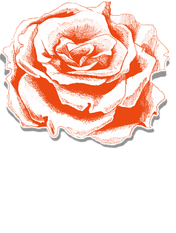 Red Sketch Rose Artwork PNG