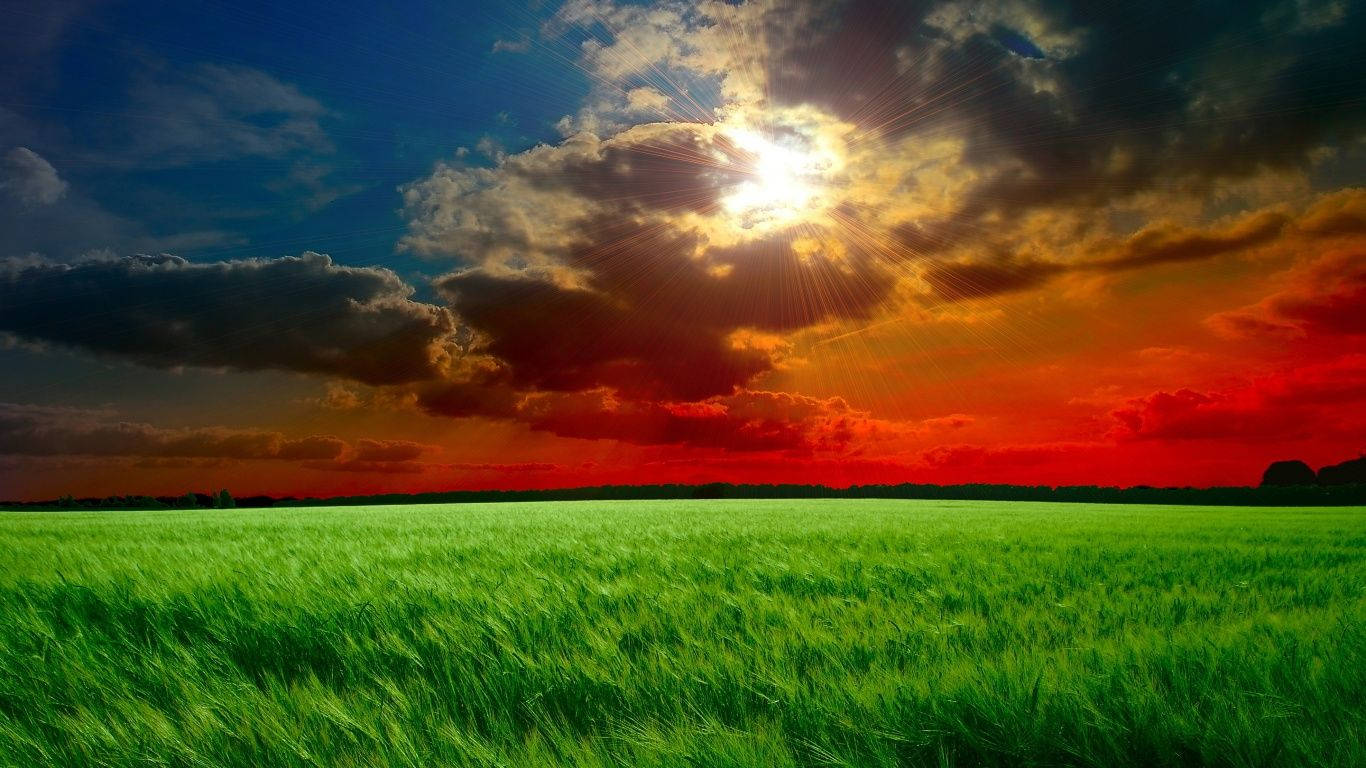 A sea of green grass in a beautiful red sky Wallpaper