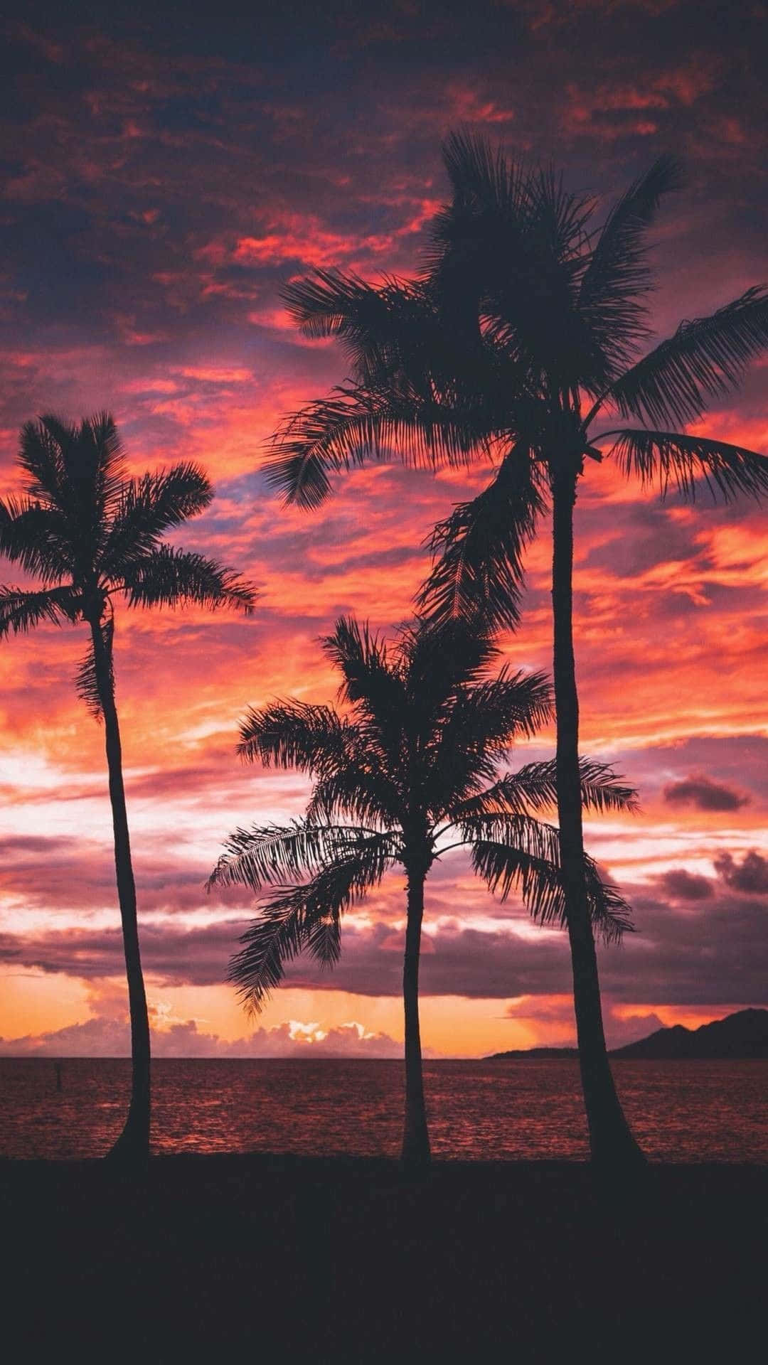 Red Sky Sunset With Palm Tree Wallpaper