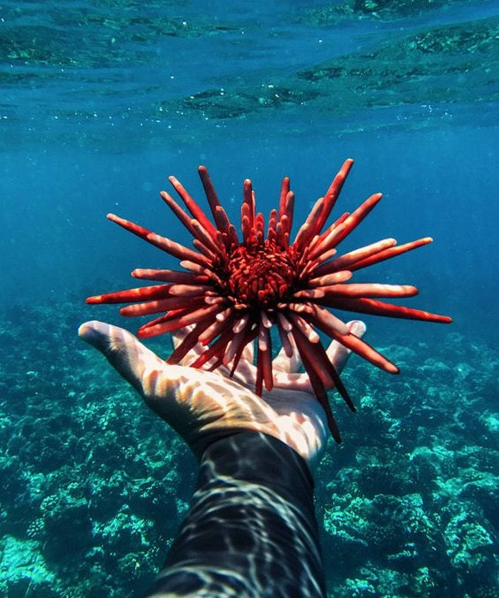 Red Slate Pencil Sea Urchin Under The Ocean Wallpaper