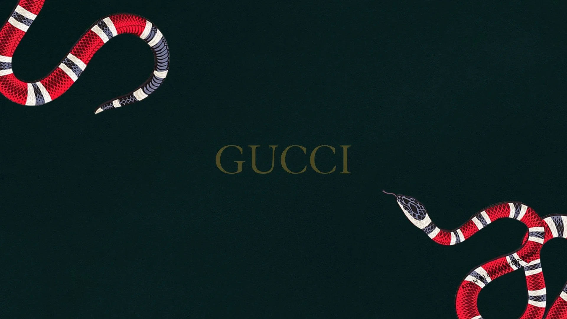 Rödorm Mörkgrön Gucci 4k Wallpaper