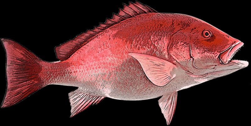 Red Snapper Fish Illustration PNG