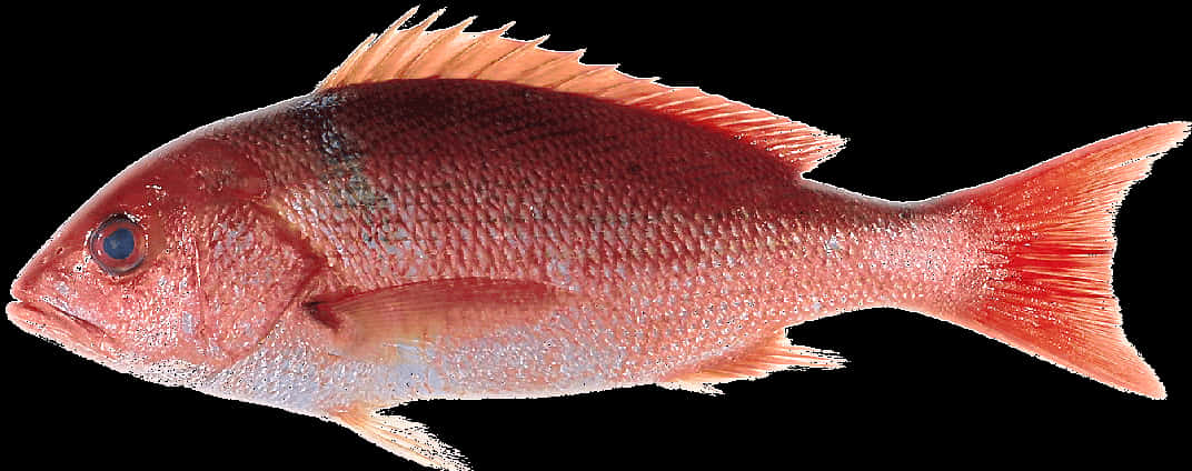 Red Snapper Fish Isolated PNG