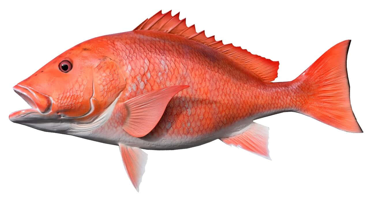 Red Snapper Fish Isolated.jpg Wallpaper