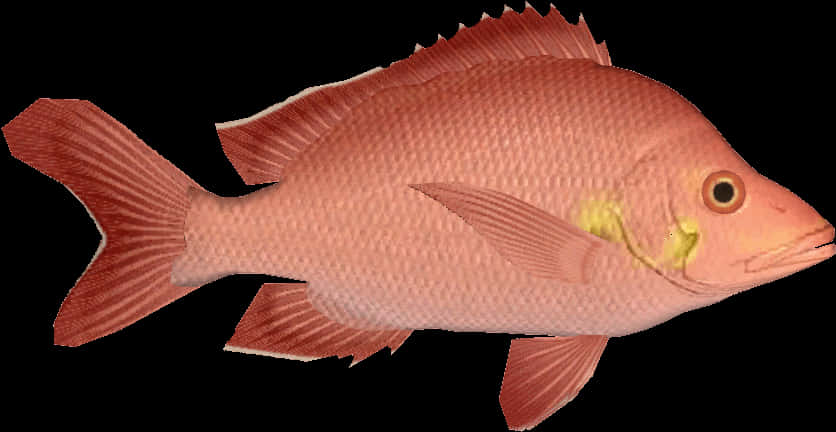 Red Snapper Fish Isolated PNG
