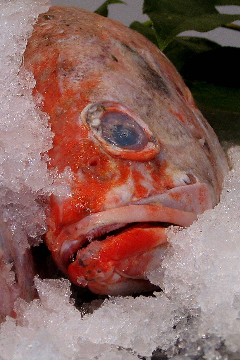 Red Snapper Fish On Crushed Ice Wallpaper