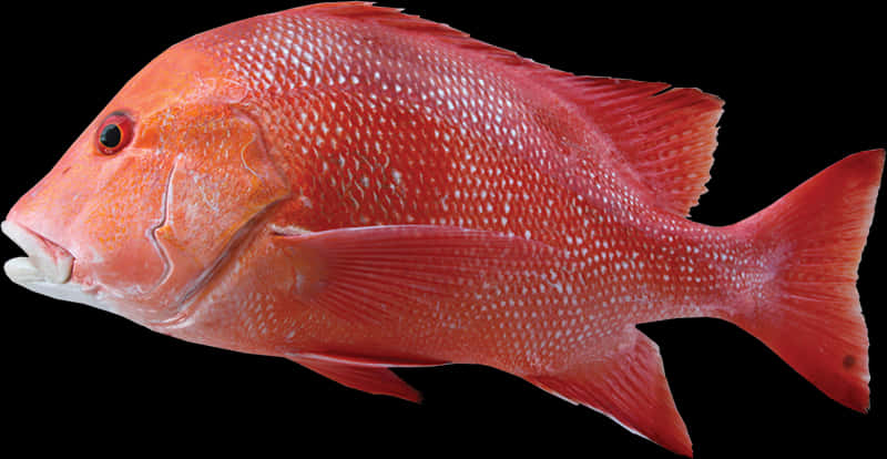 Red Snapper Fish Profile PNG