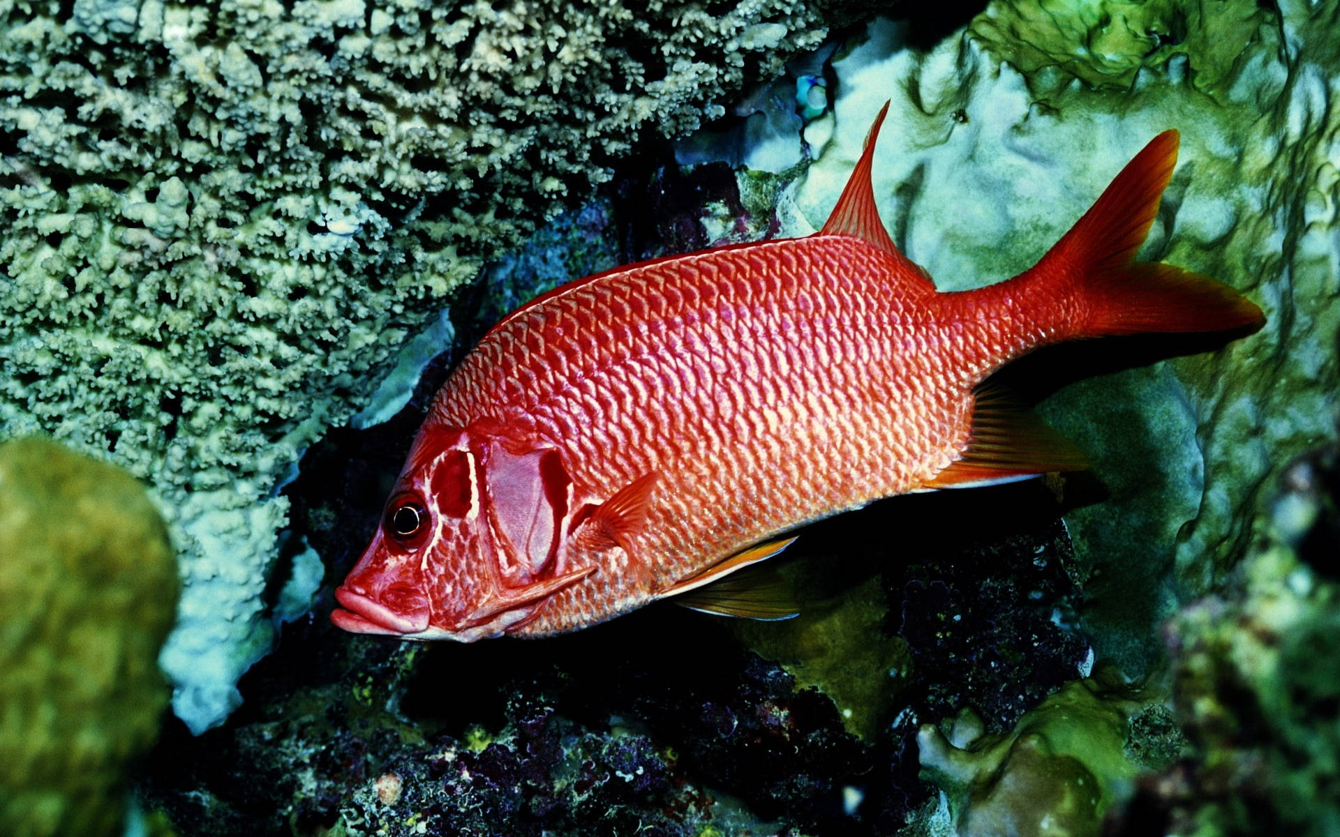 Red Snapper Fish Swims On Reefs Wallpaper